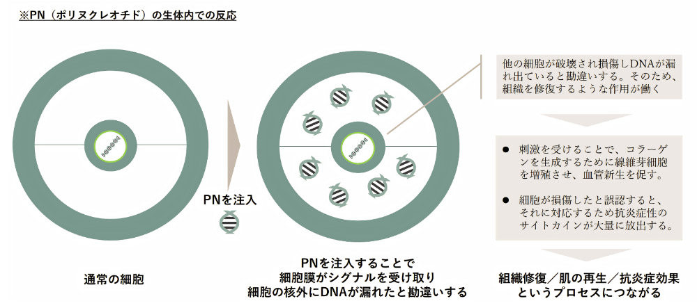 プルリアルデンシフィアとは？